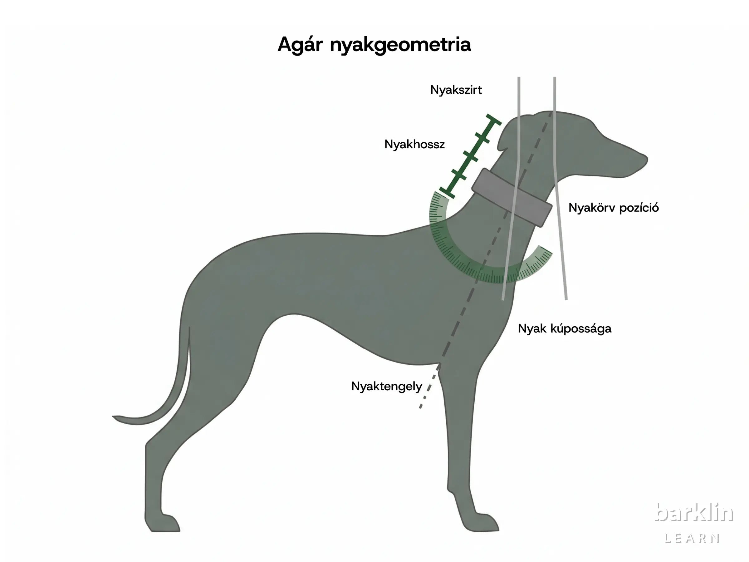 Diagram az agár nyakgeometriájáról nyakhosszal, nyakörvpozícióval és kúpos nyakprofillal