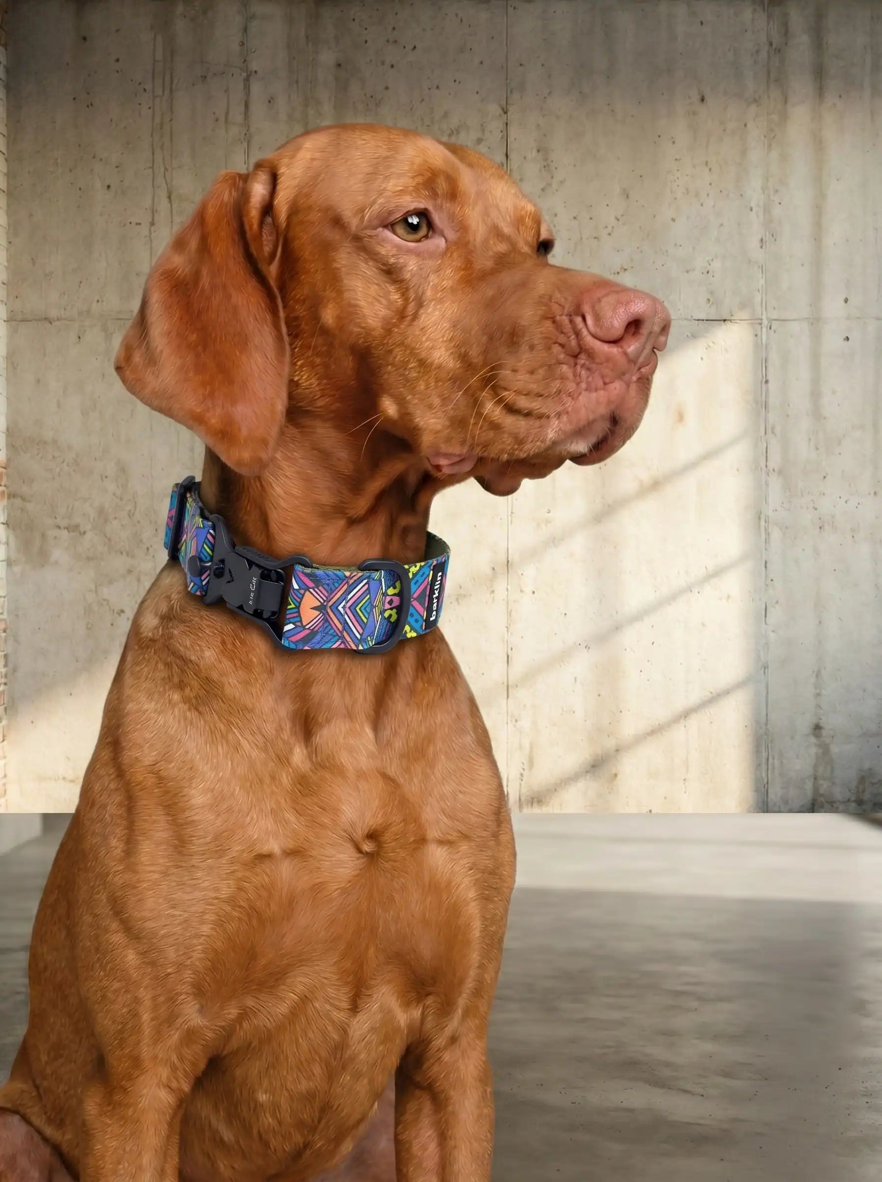 Close portrait of a Vizsla with a wide structured Barklin dog collar against a concrete wall background