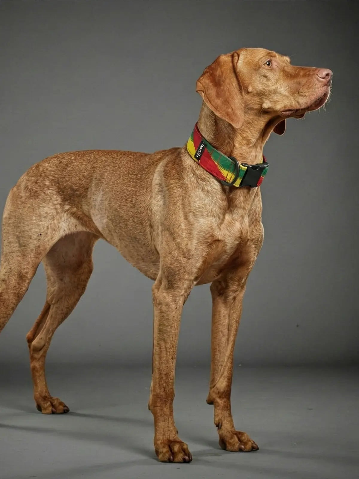 Rhytm dog collar, 4 cm width, ECONABLE recycled buckle, worn on Vizsla in studio grey, handmade in EU.