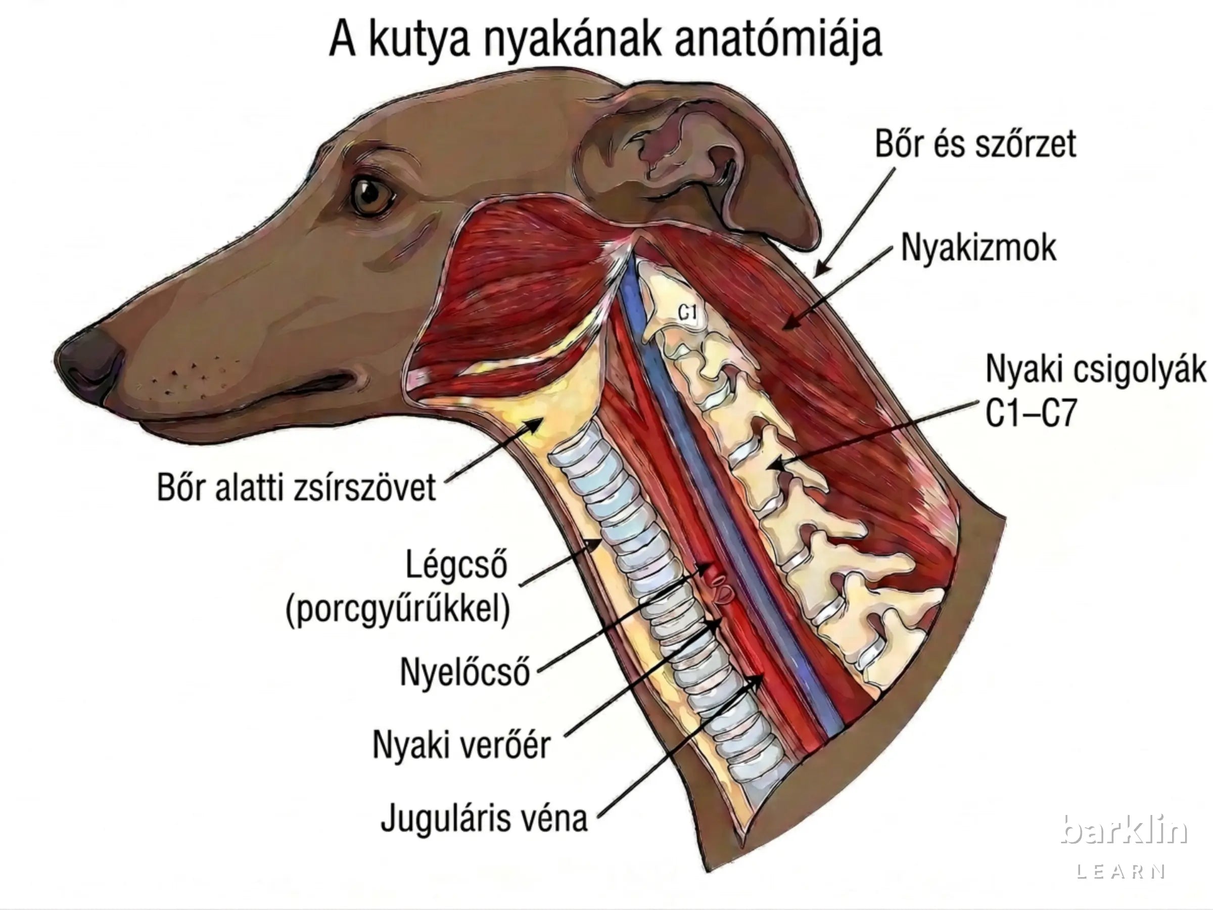 Kutya nyak oldalnézeti anatómiája légcsővel, nyaki csigolyákkal és erekkel
