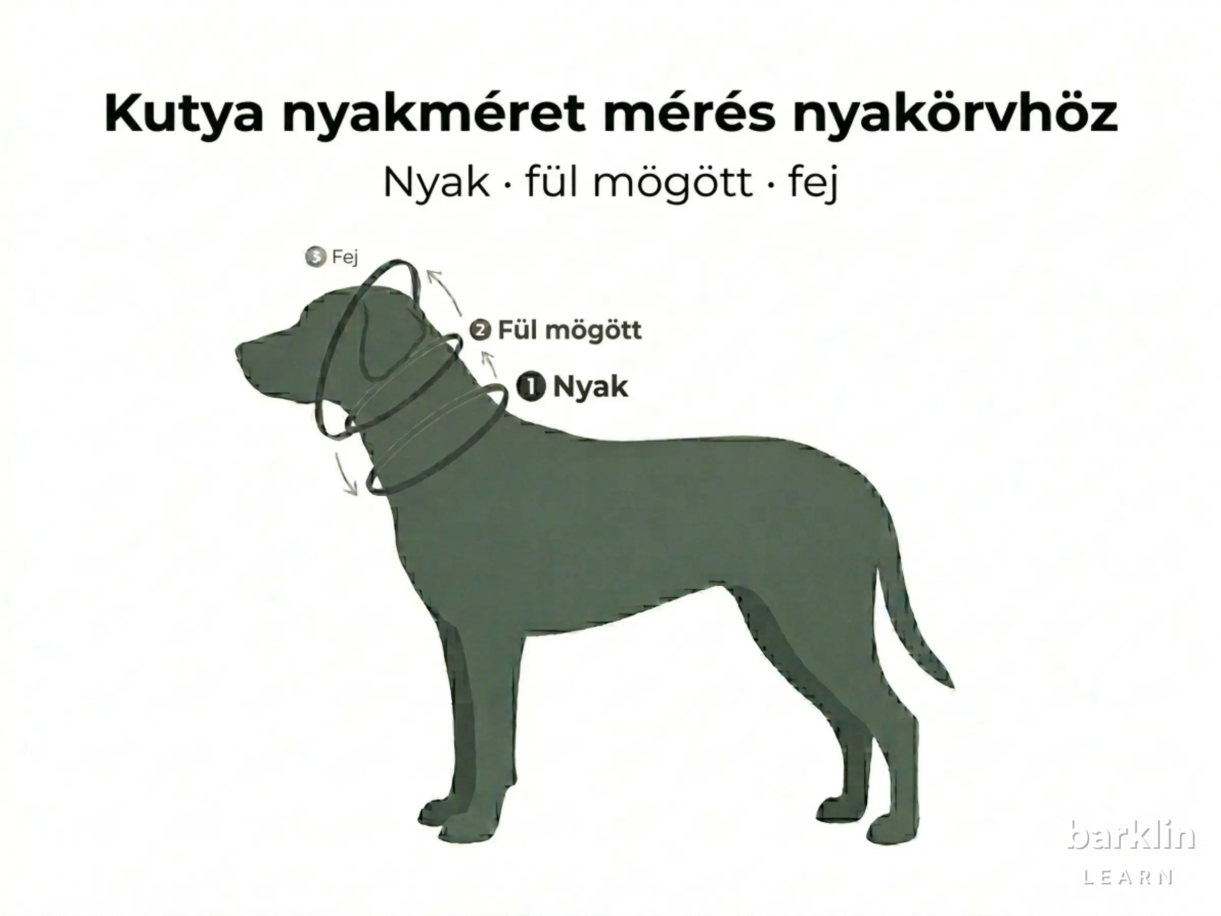 Mérési diagram a kutya nyakkerületével, fülmögötti méretével és fejkerületével