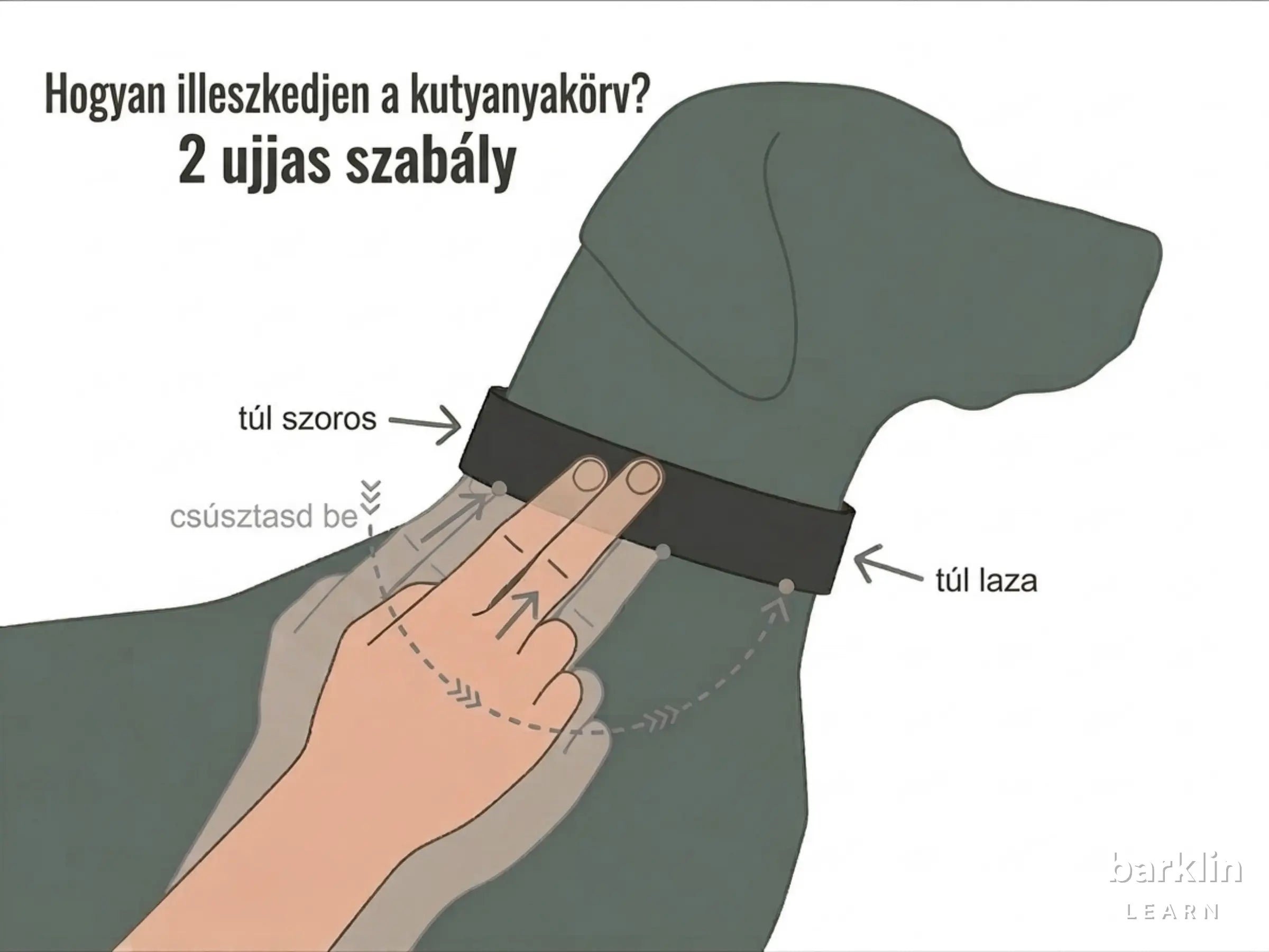 Kutyanyakörv illeszkedése a 2 ujjas szabállyal: helyes illeszkedés, túl szoros és túl laza