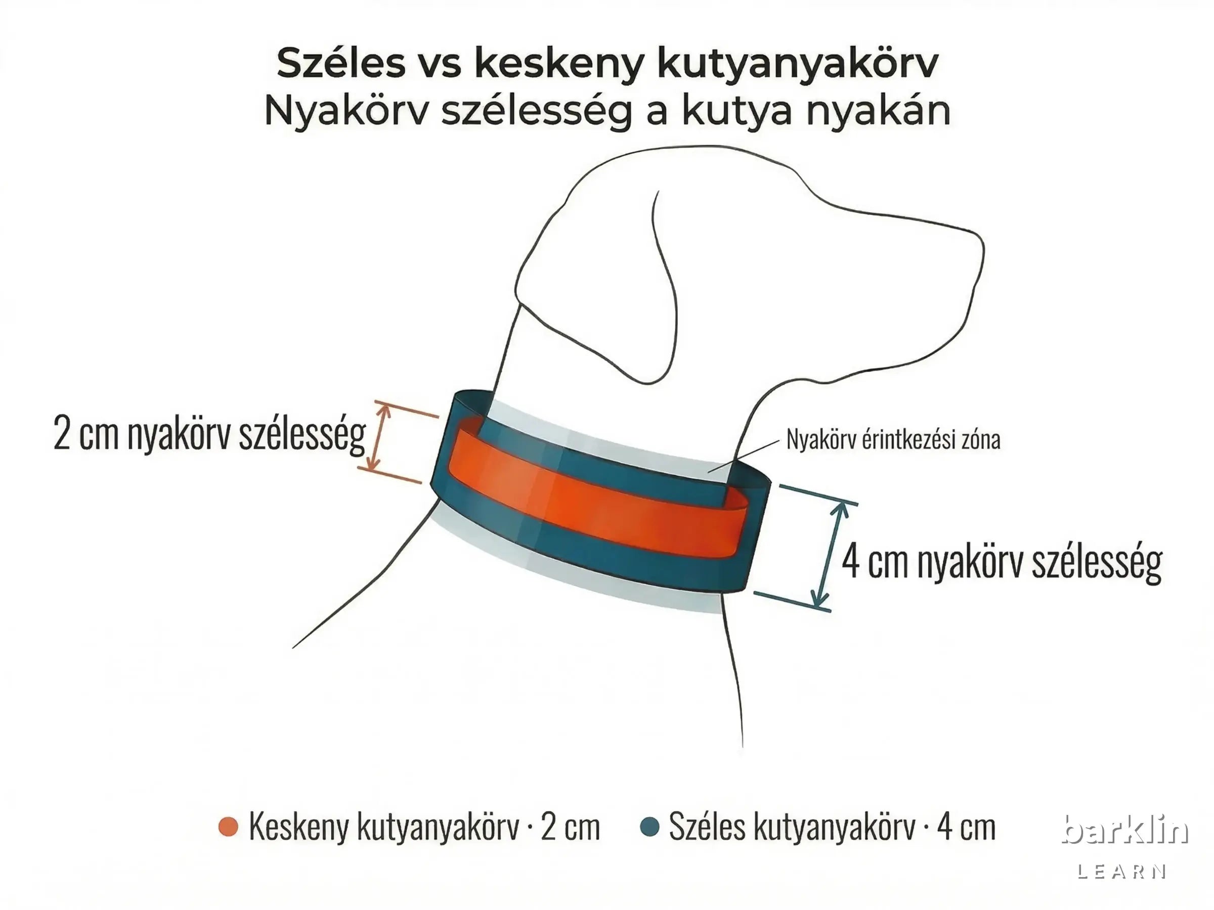 Diagram 2 cm és 4 cm nyakörv-szélességgel a kutya nyakán — széles kutyanyakörv és standardszélesség összehasonlítása.
